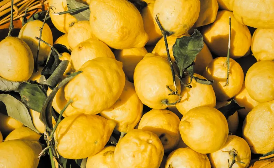 Lemon Festival