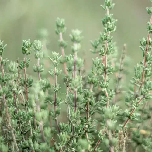 french herbs