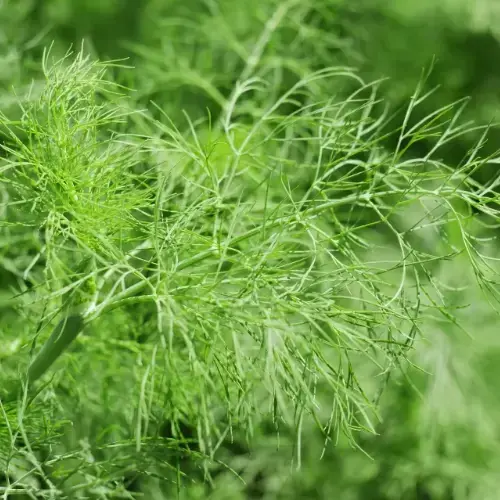 french herbs