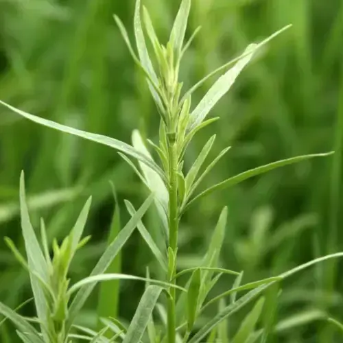 french herbs