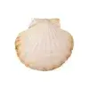 scallop shells