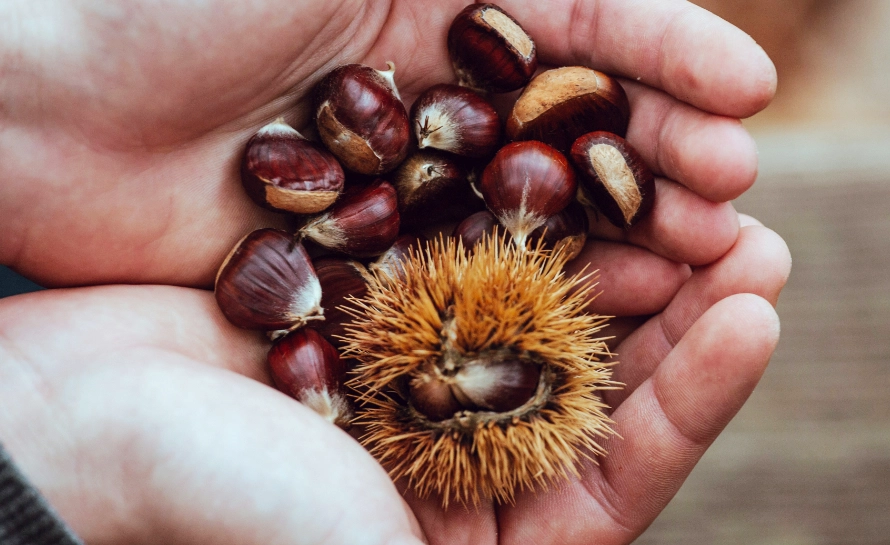 chestnuts