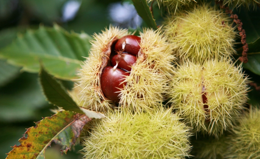chestnuts